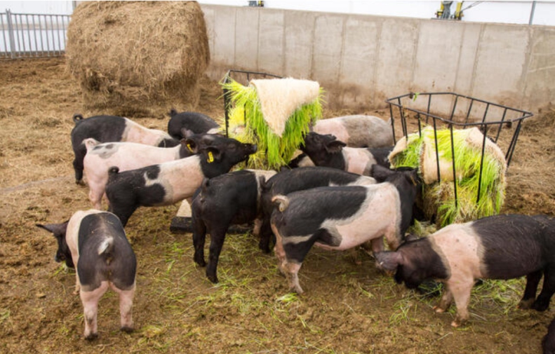 Hydroponic pig fodder