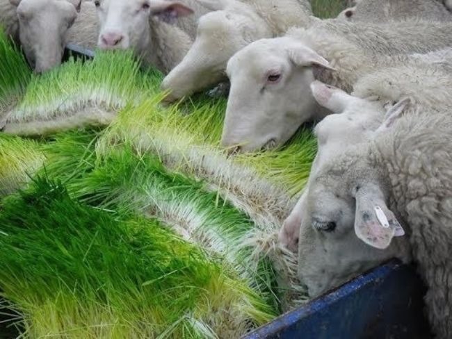 Sheep herd eating hydroponic fodder